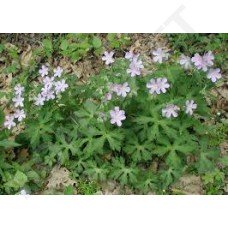 MediScent Eth. Geranium - Olie