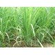 MediScent Eth. Lemongrass - Olie