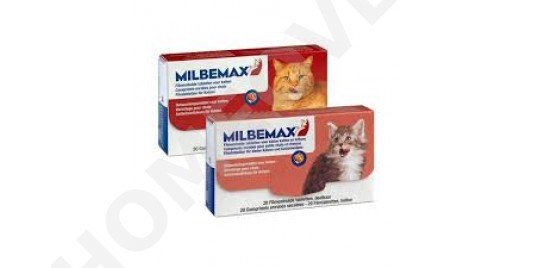 Ontworming kat Ontworming kat