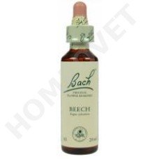 Bach Beech / Fagus sylvatica (Beuk)