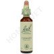 Bach Clematis / Clematis vitalba (Bosrank)