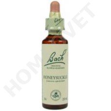 Bach Honeysuckle / Lonicera caprifolium (Kamperfoelie)