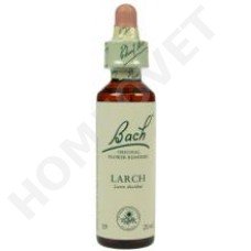 Bach Larch / Larix decidua (Lariks)