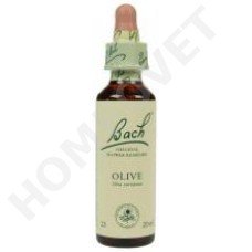 Bach Olive / Olea europaea (Olijf)