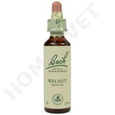 Bach Walnut / Juglans regia (Walnoot)