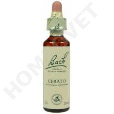 Bach Cerato / Ceratostigma willmottiana (Loodkruid)