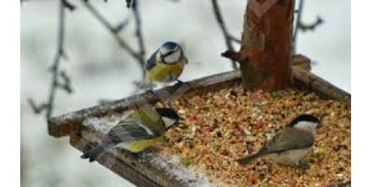 Voeders voor buitenvogels